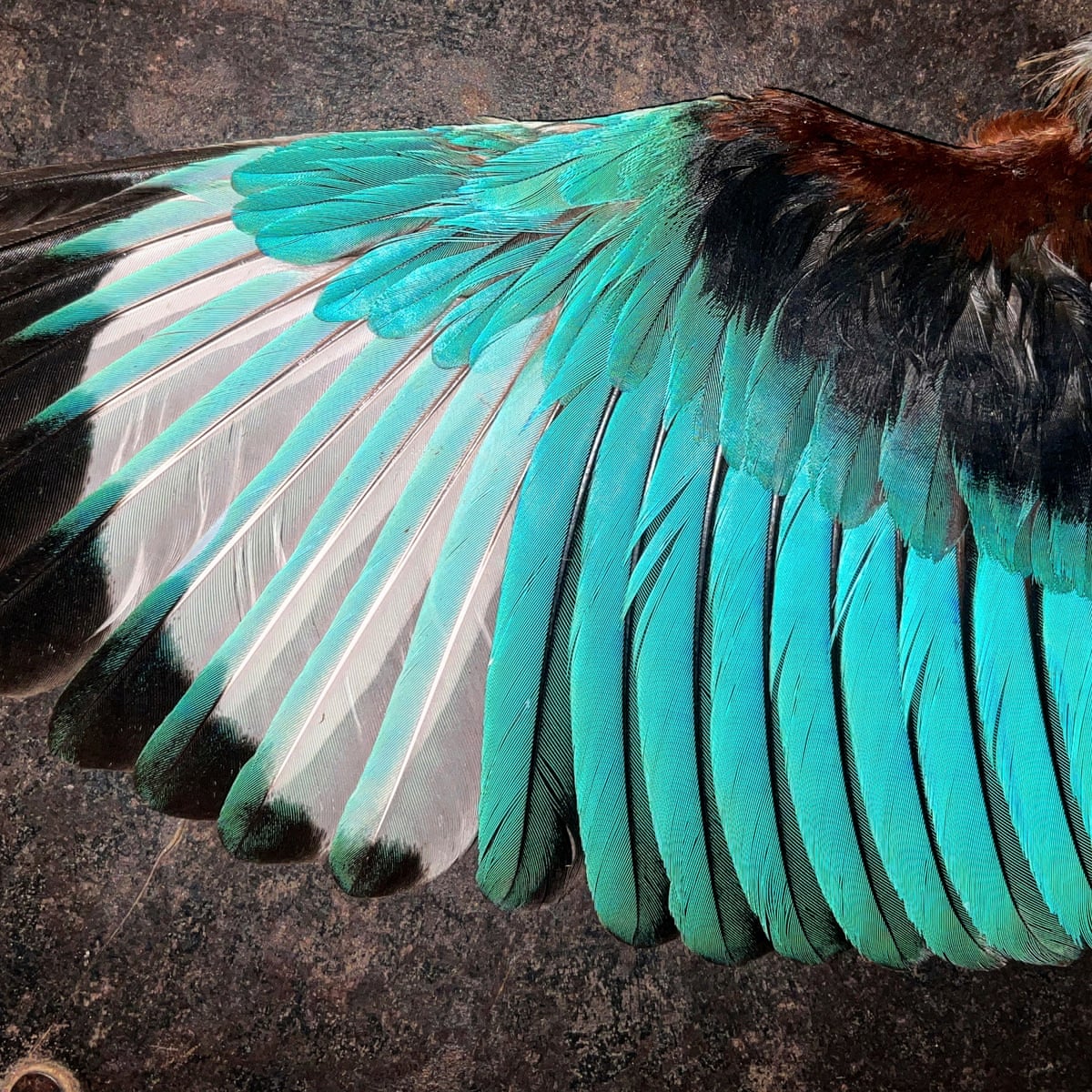 Plucky idea: the feather library providing a visual A to Z of India's birds, Birds