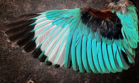 Plucky idea: the feather library providing a visual A to Z of India's birds  | Birds | The Guardian