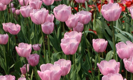 Tulipa ‘Pink Diamond’.