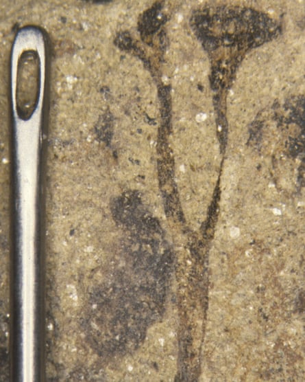 A Cooksonia fossil.