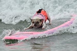 One of the surfing dogs