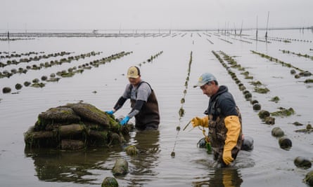Shellfish farmers Jose Cruz, left, and Ramiro Cordero, right, harvest oysters. Image Credit: Jovelle Tamayo/High Country News