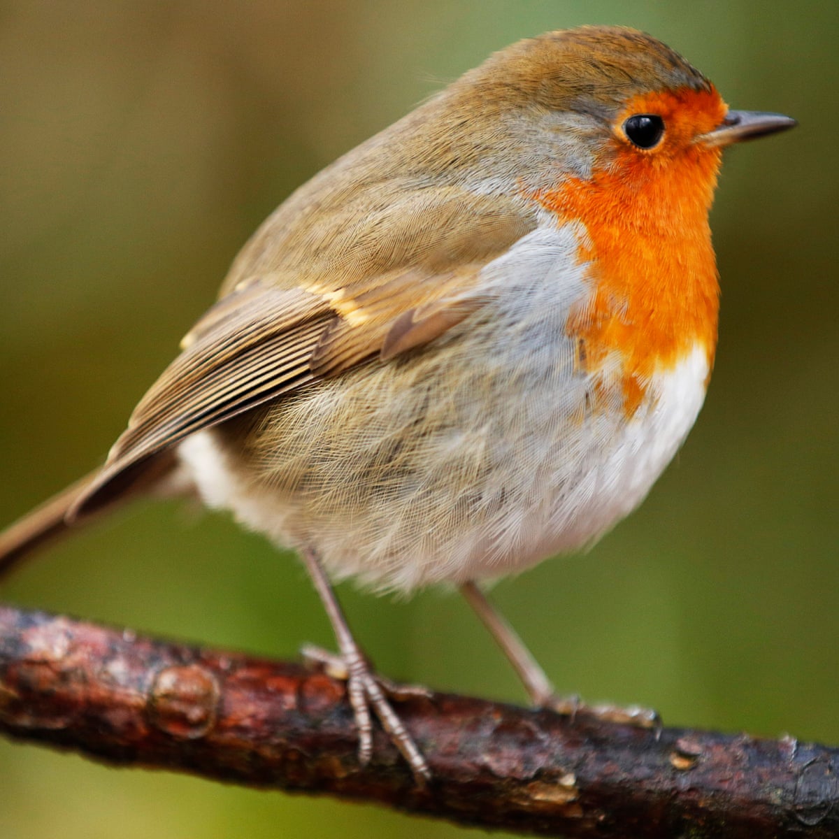 Uk Weather Christmas Day Bright Though Not White Says Met Office Uk Weather The Guardian