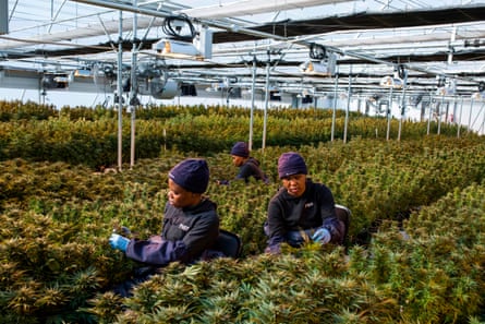 Women pick cannabis leaves at a Medigrow greenhouse near Marakabei, Lesotho, August 2019.
