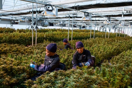 Women pick cannabis leaves at a Medigrow greenhouse near Marakabei, Lesotho, August 2019.