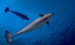 Narwhals can dive to depths of up to 1,500 metres