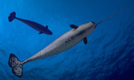 NARWHAL Monodon monoceros<br>A6K1CB NARWHAL Monodon monoceros