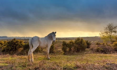 weekend train trips uk The train from Southampton to Bourneouth passes ponies in the New Forest.