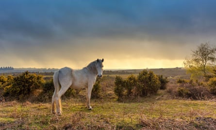 The train from Southampton to Bourneouth passes ponies in the New Forest.