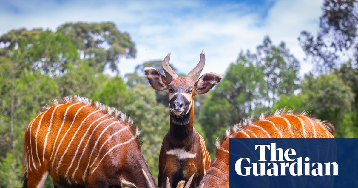 Bringing the boys back home': how mountain bongos Maue, Fitz, Kudu and Bon64 made their way back to Kenya