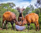 ‘Bringing the boys back home’: how mountain bongos Maue, Fitz, Kudu and Bon64 made their way back to Kenya
