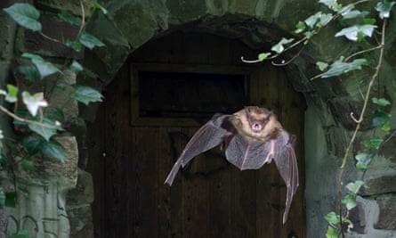 A serotine bat flying out of a church in Germany. 
