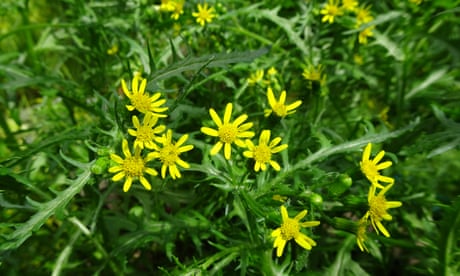 York groundsel blooms again in Britain’s first-ever de-extinction event