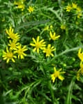 York groundsel.