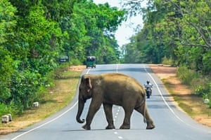 A wild elephant crosses a road in Habarana, Sri Lanka. Shrinking forests are driving elephants to urban areas with death tolls mounting