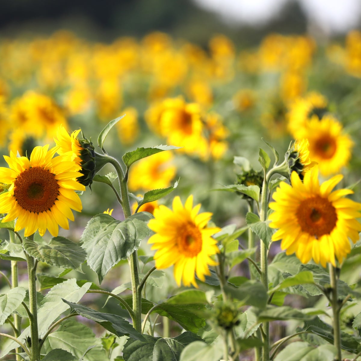 Plant sunflowers and lavender to save garden species, says RSPB ...