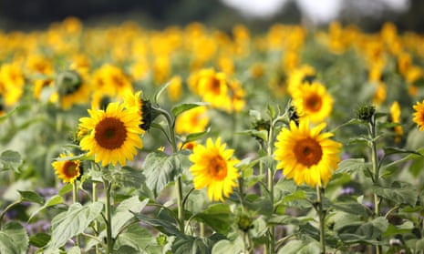 Sunflowers in bloom in a field in Peterborough, Cambridgeshire