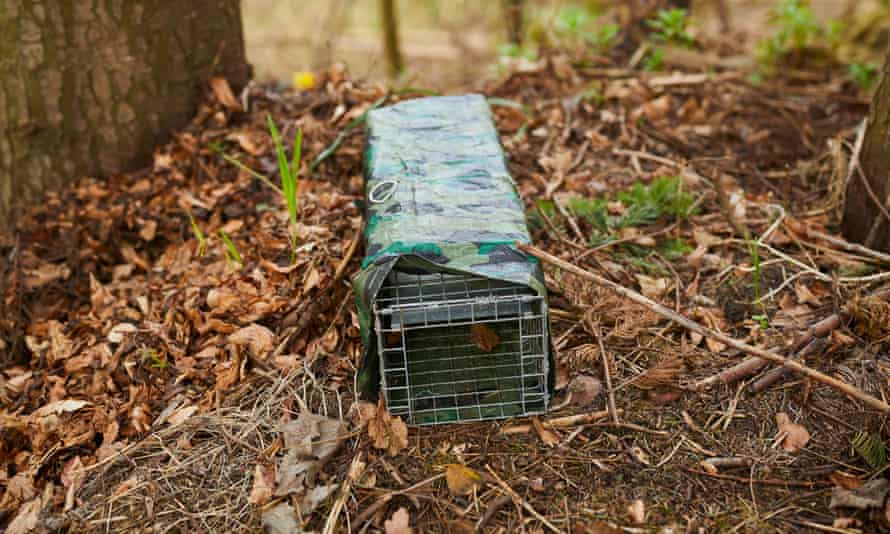 Traps laid for grey squirrels in Cumbria.