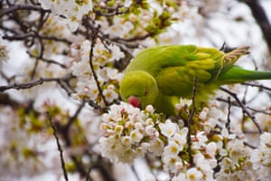 A ring-necked parakeet, also known as rose-ringed parakeet, munches on the flowers of a cherry blossom tree in St James’s Park. Cherry blossom trees in Central London, UK