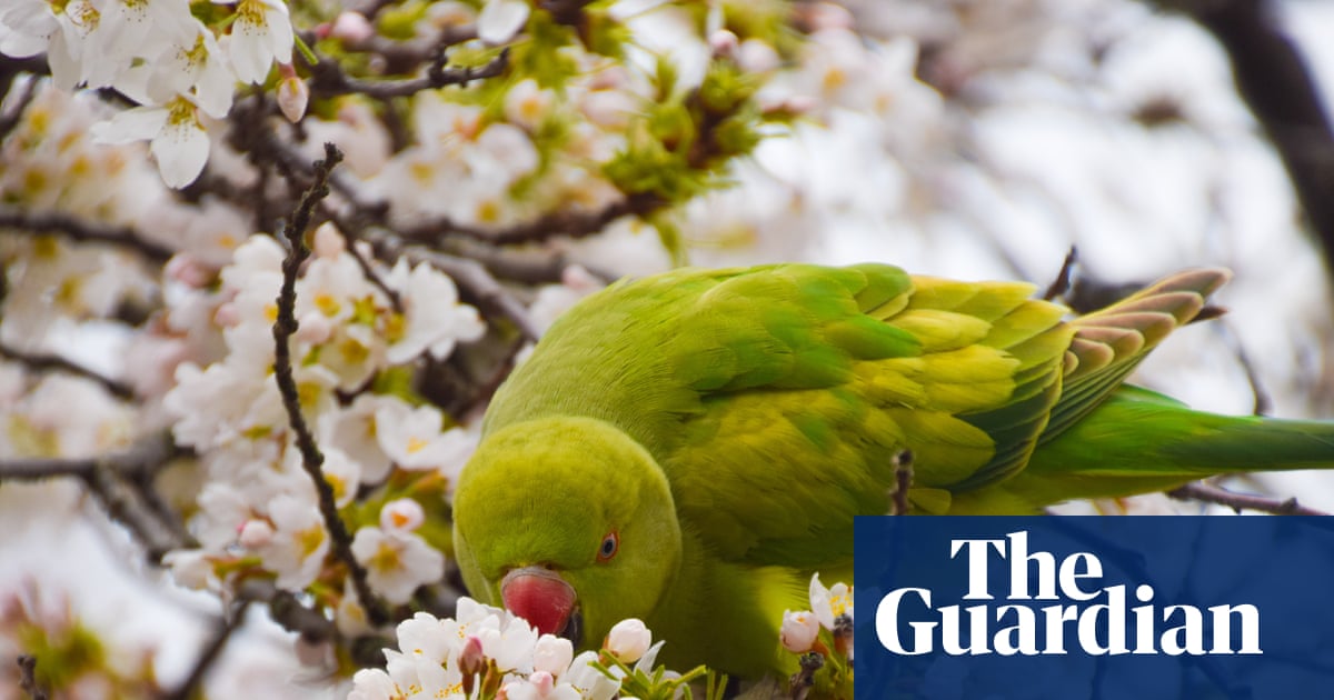 Confronting the Parakeet Dilemma: Letters from the Community