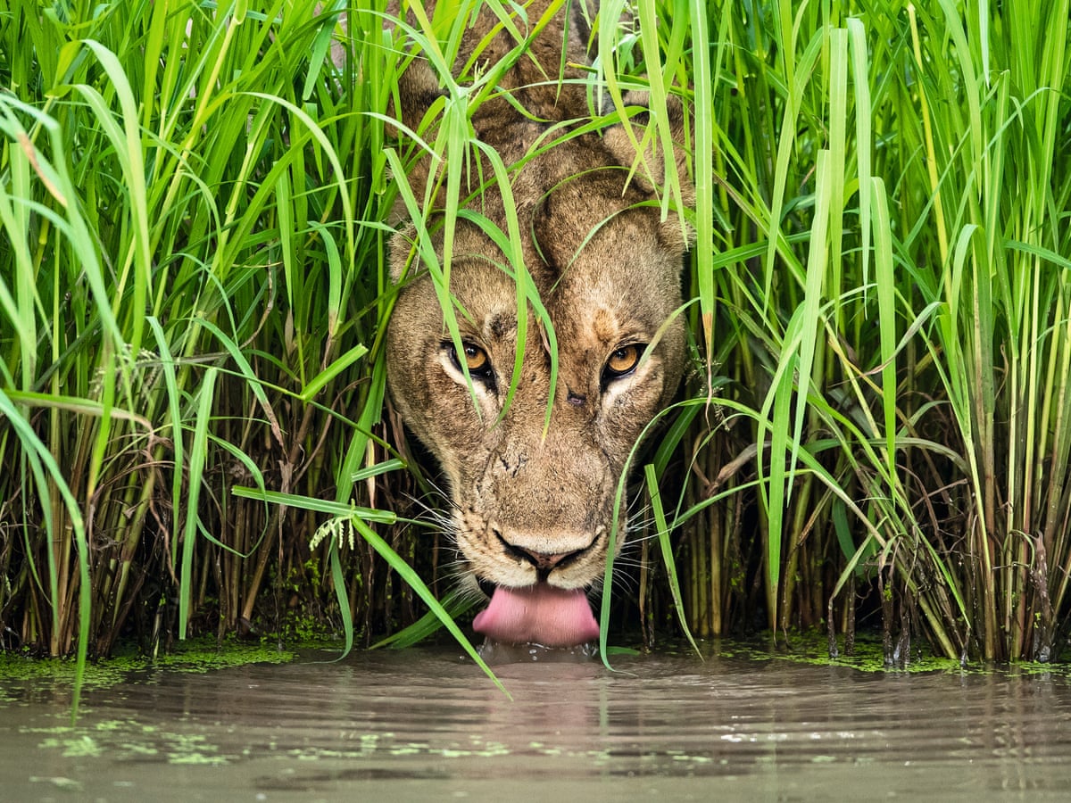 Wildlife Photography