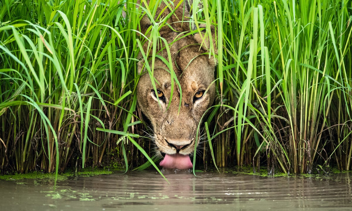 Wildlife Photographer of the Year: stories behind classic portraits | Wildlife | The Guardian