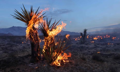 Yucca trees burn in the Mojave national preserve on Sunday. Firefighters said they had made progress battling the other blaze.