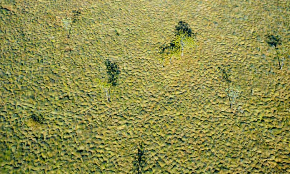 Tussock grass plain, from the air. Wongalara Station Reserve, south-east Arnhem Land, Northern Territory, Australia.
