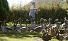 If it quacks like a duck: boisterous poultry land French owner in court
