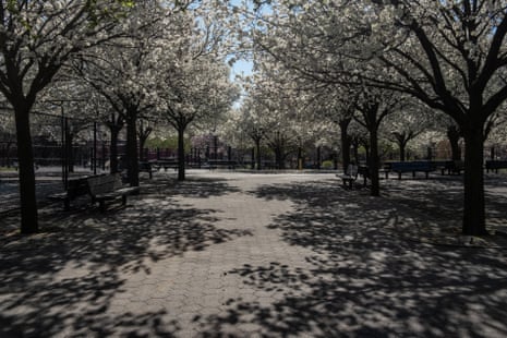 Cherry blossoms at an empty park in Williamsburg, Brooklyn on 27 March 2020. Photo By Jordan Gale