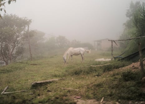 A white horse standing in a field in the mist