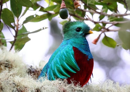 A quetzal sits in a bed of lichen in the cloud forest at Providencia.