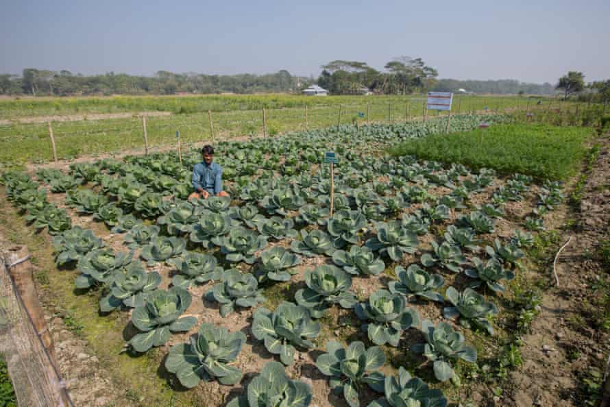 growing crops on salty soil, Bangladesh