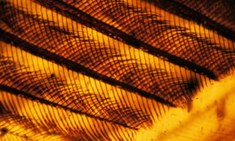 Why two tiny wings preserved in amber have palaeontologists in a