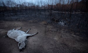 The Amazon suffered colossal damage after last year’s fires.