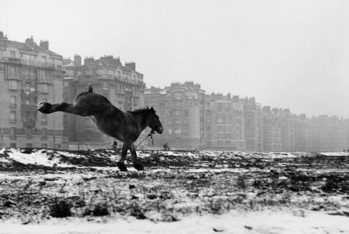 A kicking horse on snowy wasteland