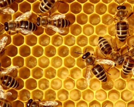 beesinside beehive
