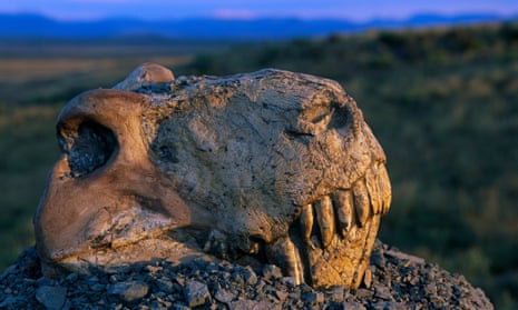 Fossil skull of Dinogorgon Rubidgei, sitting on a gravel pile overlooking the Nardou Mountains to the east, was collected in South Africa. This fossil is one of many Therapsida which did not survive the Permian extinction, one of the most disastrous extinctions known.