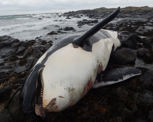 Orcas
