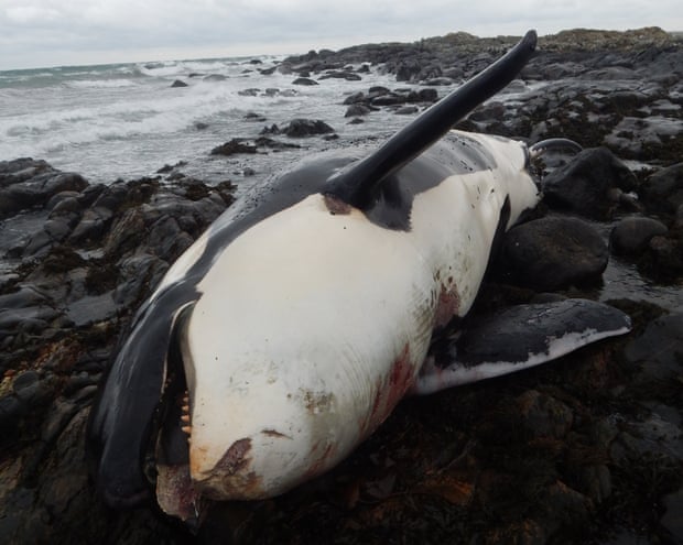 The killer whale, Lulu, was found dead on the island of Tiree