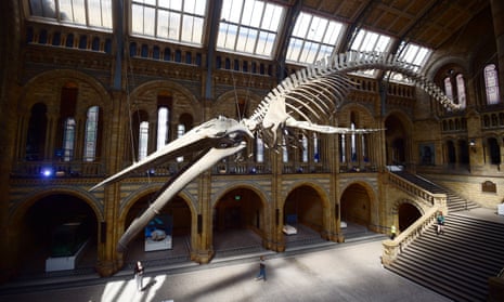 A giant blue whale skeleton is unveiled in the Hintze Hall at the Natural History Museum, London, Britain July 13, 2017.