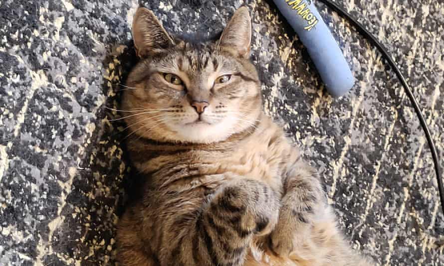 Alicia Sheber’s cat, Mademoiselle Chai.