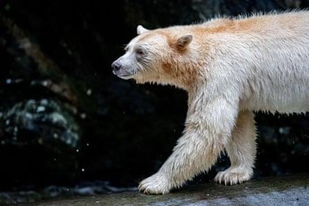 The bears are so rare that study co-author Douglas Neasloss once did not believe they existed.