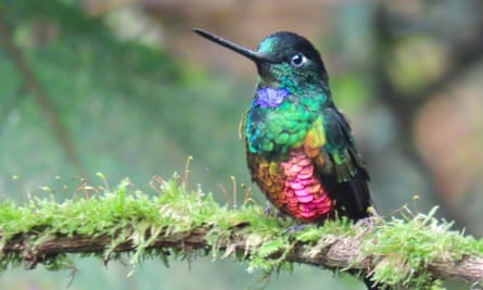 A rare hummingbird pictured on the Monserrate hill in Bogotá, Colombia in December 2020.