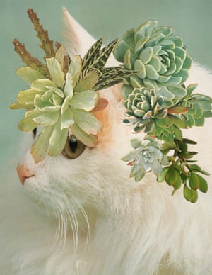 A collage of a cat with succulents on its head by Stephen Eichhorn