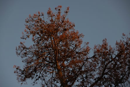 Burnt dead cypress pine trees in Wyperfeld national park glow red in the late afternoon sun