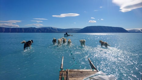 Sled dogs in melted ice water, Greenland