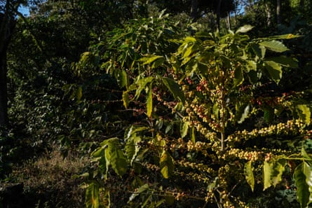 An arabica coffee plant laden with fruit
