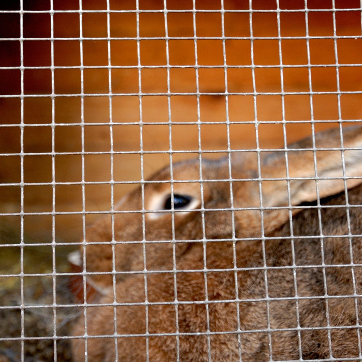 Serial rabbit-killer terrorises picturesque Brittany village | France | The  Guardian