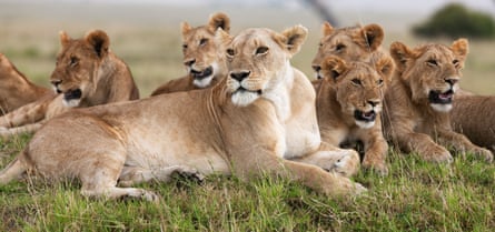 Lioness and adolescents lying down in Maasai Mara National Reserve, Kenya